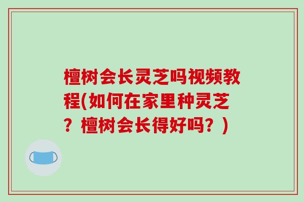 檀树会长灵芝吗视频教程(如何在家里种灵芝?檀树会长得好吗?)-第1张图片-破壁灵芝孢子粉研究指南 檀树会长灵芝吗视频教程(如何在家里种灵芝?檀树会长得好吗?)-第1张图片-破壁灵芝孢子粉研究指南