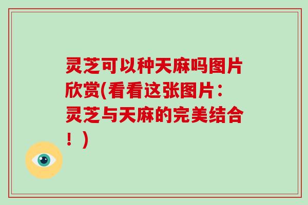 灵芝可以种天麻吗图片欣赏(看看这张图片:灵芝与天麻的完美结合!)-第1张图片-破壁灵芝孢子粉研究指南 灵芝可以种天麻吗图片欣赏(看看这张图片:灵芝与天麻的完美结合!)-第1张图片-破壁灵芝孢子粉研究指南