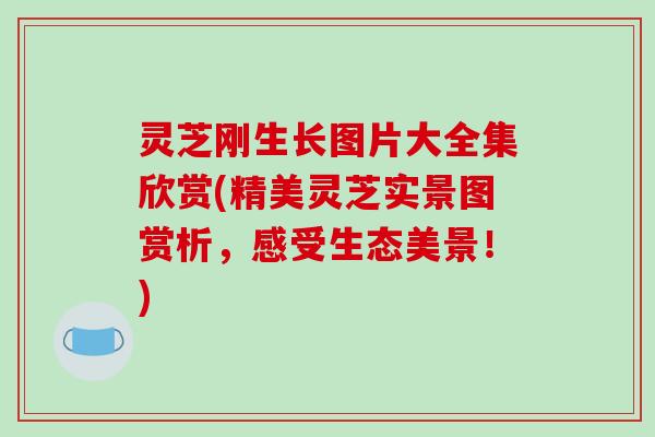 灵芝刚生长图片大全集欣赏(精美灵芝实景图赏析,感受生态美景!)-第1张图片-破壁灵芝孢子粉研究指南 灵芝刚生长图片大全集欣赏(精美灵芝实景图赏析,感受生态美景!)-第1张图片-破壁灵芝孢子粉研究指南
