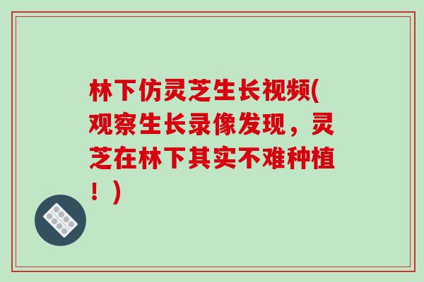 林下仿灵芝生长视频(观察生长录像发现,灵芝在林下其实不难种植!)-第1张图片-破壁灵芝孢子粉研究指南 林下仿灵芝生长视频(观察生长录像发现,灵芝在林下其实不难种植!)-第1张图片-破壁灵芝孢子粉研究指南