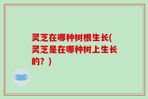 灵芝在哪种树根生长(灵芝是在哪种树上生长的?)-第1张图片-破壁灵芝孢子粉研究指南 灵芝在哪种树根生长(灵芝是在哪种树上生长的?)-第1张图片-破壁灵芝孢子粉研究指南