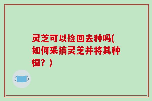 灵芝可以捡回去种吗(如何采摘灵芝并将其种植?)-第1张图片-破壁灵芝孢子粉研究指南 灵芝可以捡回去种吗(如何采摘灵芝并将其种植?)-第1张图片-破壁灵芝孢子粉研究指南