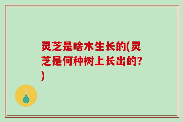 灵芝是啥木生长的(灵芝是何种树上长出的?)-第1张图片-破壁灵芝孢子粉研究指南 灵芝是啥木生长的(灵芝是何种树上长出的?)-第1张图片-破壁灵芝孢子粉研究指南