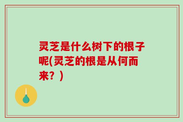 灵芝是什么树下的根子呢(灵芝的根是从何而来？)-第1张图片-破壁灵芝孢子粉研究指南