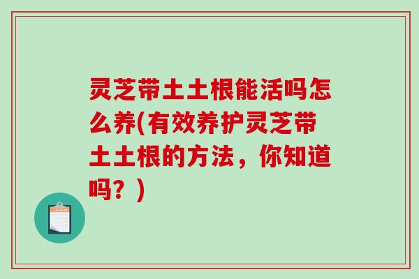 灵芝带土土根能活吗怎么养(有效养护灵芝带土土根的方法,你知道吗?)-第1张图片-破壁灵芝孢子粉研究指南 灵芝带土土根能活吗怎么养(有效养护灵芝带土土根的方法,你知道吗?)-第1张图片-破壁灵芝孢子粉研究指南