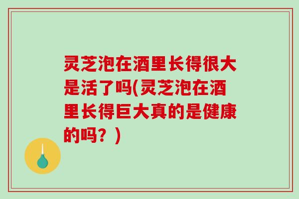 灵芝泡在酒里长得很大是活了吗(灵芝泡在酒里长得巨大真的是健康的吗？)-第1张图片-破壁灵芝孢子粉研究指南