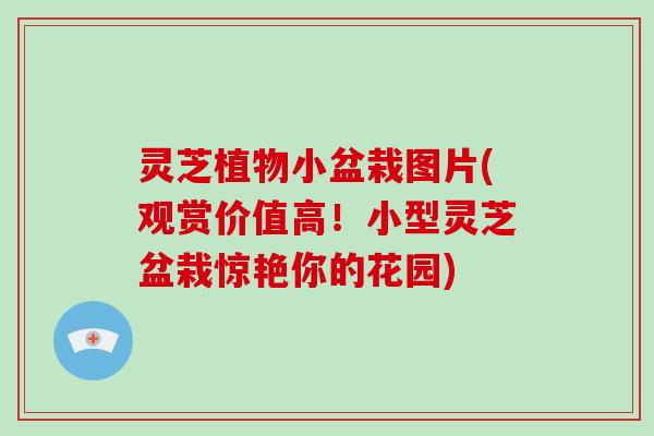 灵芝植物小盆栽图片(观赏价值高！小型灵芝盆栽惊艳你的花园)-第1张图片-破壁灵芝孢子粉研究指南