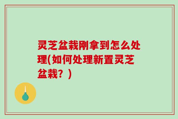 灵芝盆栽刚拿到怎么处理(如何处理新置灵芝盆栽？)-第1张图片-破壁灵芝孢子粉研究指南