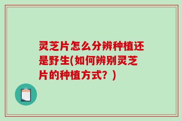 灵芝片怎么分辨种植还是野生(如何辨别灵芝片的种植方式?)-第1张图片-破壁灵芝孢子粉研究指南 灵芝片怎么分辨种植还是野生(如何辨别灵芝片的种植方式?)-第1张图片-破壁灵芝孢子粉研究指南