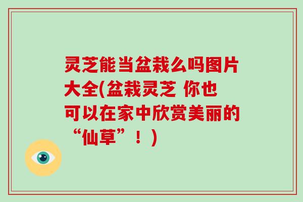 灵芝能当盆栽么吗图片大全(盆栽灵芝 你也可以在家中欣赏美丽的“仙草”！)-第1张图片-破壁灵芝孢子粉研究指南