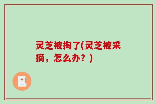 灵芝被掏了(灵芝被采摘,怎么办?)-第1张图片-破壁灵芝孢子粉研究指南 灵芝被掏了(灵芝被采摘,怎么办?)-第1张图片-破壁灵芝孢子粉研究指南