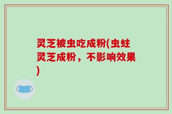 灵芝被虫吃成粉(虫蛀灵芝成粉，不影响效果)-第1张图片-破壁灵芝孢子粉研究指南