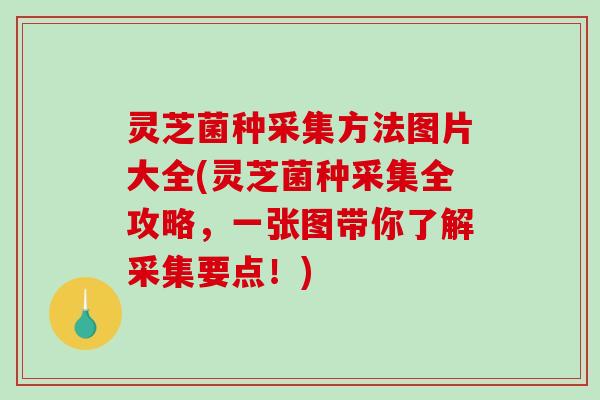 灵芝菌种采集方法图片大全(灵芝菌种采集全攻略，一张图带你了解采集要点！)-第1张图片-破壁灵芝孢子粉研究指南