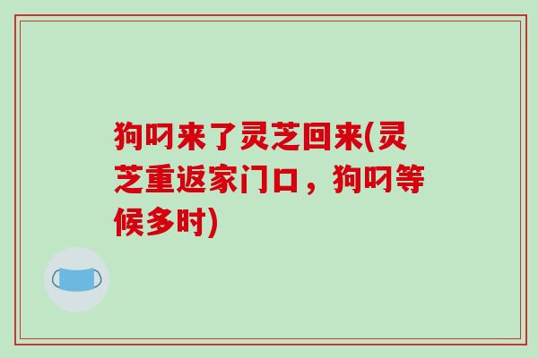 狗叼来了灵芝回来(灵芝重返家门口,狗叼等候多时)-第1张图片-破壁灵芝孢子粉研究指南 狗叼来了灵芝回来(灵芝重返家门口,狗叼等候多时)-第1张图片-破壁灵芝孢子粉研究指南