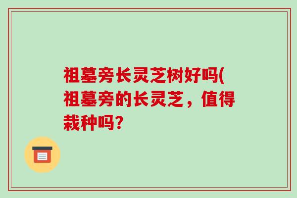 祖墓旁长灵芝树好吗(祖墓旁的长灵芝,值得栽种吗?-第1张图片-破壁灵芝孢子粉研究指南 祖墓旁长灵芝树好吗(祖墓旁的长灵芝,值得栽种吗?-第1张图片-破壁灵芝孢子粉研究指南