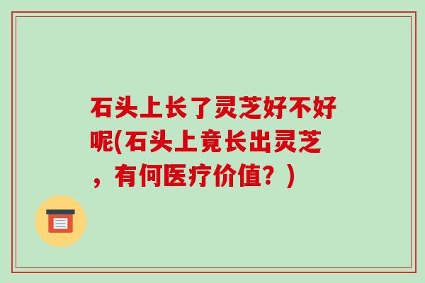 石头上长了灵芝好不好呢(石头上竟长出灵芝,有何医疗价值?)-第1张图片-破壁灵芝孢子粉研究指南 石头上长了灵芝好不好呢(石头上竟长出灵芝,有何医疗价值?)-第1张图片-破壁灵芝孢子粉研究指南