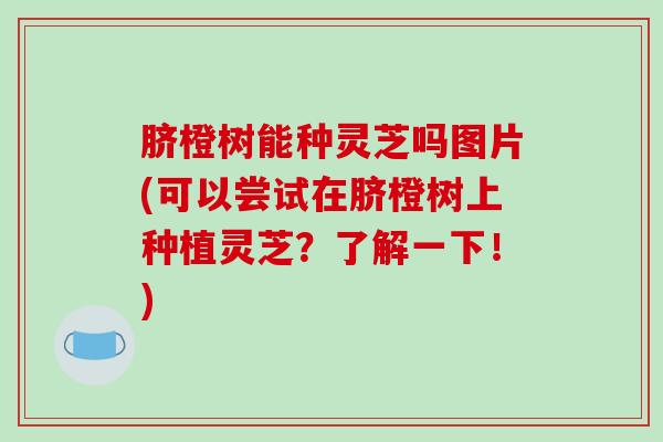 脐橙树能种灵芝吗图片(可以尝试在脐橙树上种植灵芝？了解一下！)-第1张图片-破壁灵芝孢子粉研究指南