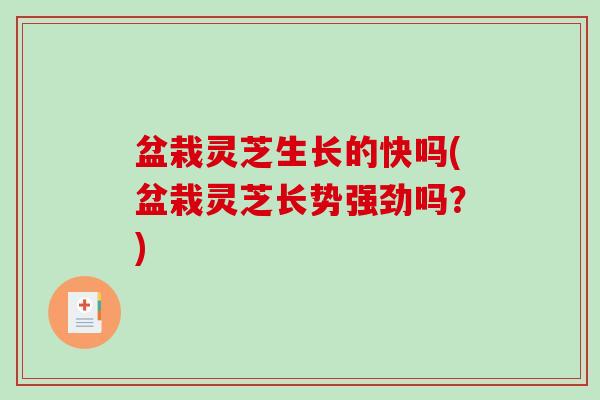 盆栽灵芝生长的快吗(盆栽灵芝长势强劲吗？)-第1张图片-破壁灵芝孢子粉研究指南