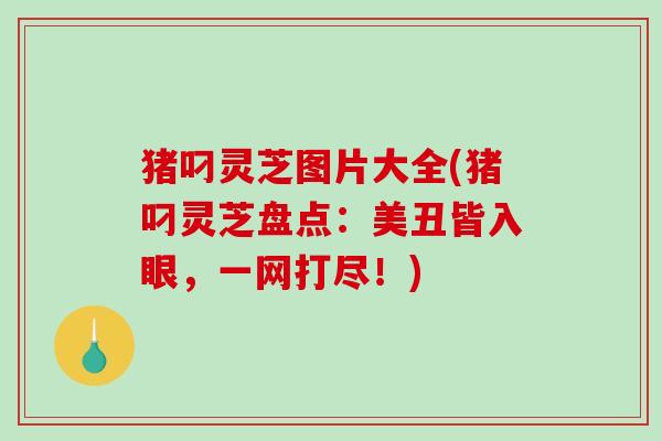 猪叼灵芝图片大全(猪叼灵芝盘点:美丑皆入眼,一网打尽!)-第1张图片-破壁灵芝孢子粉研究指南 猪叼灵芝图片大全(猪叼灵芝盘点:美丑皆入眼,一网打尽!)-第1张图片-破壁灵芝孢子粉研究指南