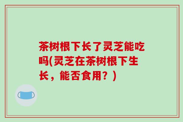 茶树根下长了灵芝能吃吗(灵芝在茶树根下生长，能否食用？)-第1张图片-破壁灵芝孢子粉研究指南