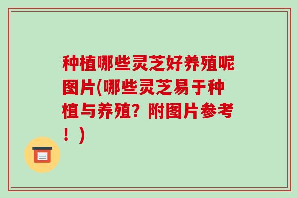 种植哪些灵芝好养殖呢图片(哪些灵芝易于种植与养殖?附图片参考!)-第1张图片-破壁灵芝孢子粉研究指南 种植哪些灵芝好养殖呢图片(哪些灵芝易于种植与养殖?附图片参考!)-第1张图片-破壁灵芝孢子粉研究指南