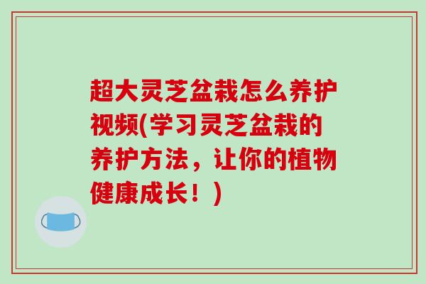 超大灵芝盆栽怎么养护视频(学习灵芝盆栽的养护方法,让你的植物健康成长!)-第1张图片-破壁灵芝孢子粉研究指南 超大灵芝盆栽怎么养护视频(学习灵芝盆栽的养护方法,让你的植物健康成长!)-第1张图片-破壁灵芝孢子粉研究指南