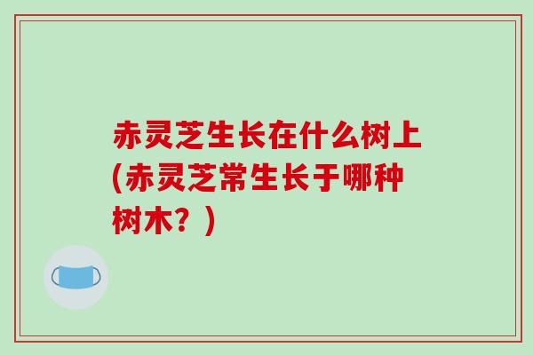 赤灵芝生长在什么树上(赤灵芝常生长于哪种树木?)-第1张图片-破壁灵芝孢子粉研究指南 赤灵芝生长在什么树上(赤灵芝常生长于哪种树木?)-第1张图片-破壁灵芝孢子粉研究指南