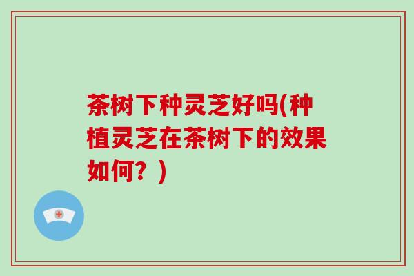 茶树下种灵芝好吗(种植灵芝在茶树下的效果如何?)-第1张图片-破壁灵芝孢子粉研究指南 茶树下种灵芝好吗(种植灵芝在茶树下的效果如何?)-第1张图片-破壁灵芝孢子粉研究指南
