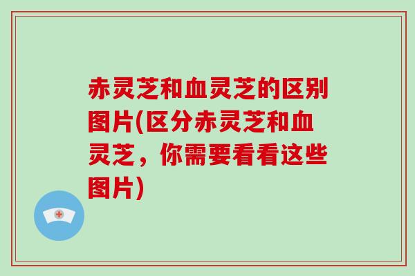 赤灵芝和血灵芝的区别图片(区分赤灵芝和血灵芝,你需要看看这些图片)-第1张图片-破壁灵芝孢子粉研究指南 赤灵芝和血灵芝的区别图片(区分赤灵芝和血灵芝,你需要看看这些图片)-第1张图片-破壁灵芝孢子粉研究指南