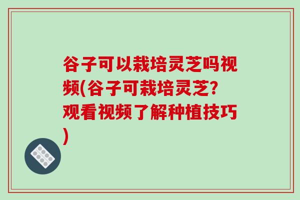 谷子可以栽培灵芝吗视频(谷子可栽培灵芝?观看视频了解种植技巧)-第1张图片-破壁灵芝孢子粉研究指南 谷子可以栽培灵芝吗视频(谷子可栽培灵芝?观看视频了解种植技巧)-第1张图片-破壁灵芝孢子粉研究指南