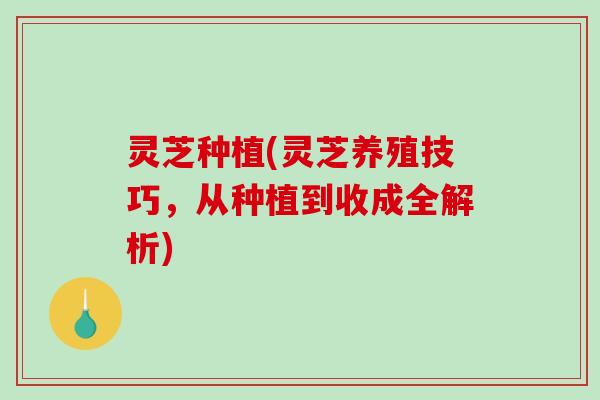 灵芝种植(灵芝养殖技巧,从种植到收成全解析)-第1张图片-破壁灵芝孢子粉研究指南 灵芝种植(灵芝养殖技巧,从种植到收成全解析)-第1张图片-破壁灵芝孢子粉研究指南