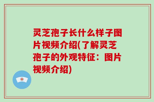 灵芝孢子长什么样子图片视频介绍(了解灵芝孢子的外观特征:图片视频介绍)-第1张图片-破壁灵芝孢子粉研究指南 灵芝孢子长什么样子图片视频介绍(了解灵芝孢子的外观特征:图片视频介绍)-第1张图片-破壁灵芝孢子粉研究指南