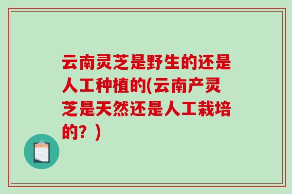 云南灵芝是野生的还是人工种植的(云南产灵芝是天然还是人工栽培的?)-第1张图片-破壁灵芝孢子粉研究指南 云南灵芝是野生的还是人工种植的(云南产灵芝是天然还是人工栽培的?)-第1张图片-破壁灵芝孢子粉研究指南