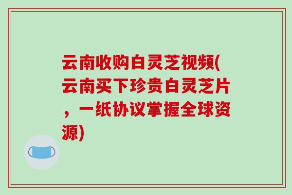 云南收购白灵芝视频(云南买下珍贵白灵芝片,一纸协议掌握全球资源)-第1张图片-破壁灵芝孢子粉研究指南 云南收购白灵芝视频(云南买下珍贵白灵芝片,一纸协议掌握全球资源)-第1张图片-破壁灵芝孢子粉研究指南