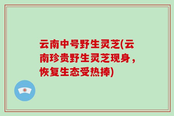 云南中号野生灵芝(云南珍贵野生灵芝现身,恢复生态受热捧)-第1张图片-破壁灵芝孢子粉研究指南 云南中号野生灵芝(云南珍贵野生灵芝现身,恢复生态受热捧)-第1张图片-破壁灵芝孢子粉研究指南