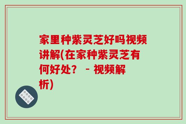 家里种紫灵芝好吗视频讲解(在家种紫灵芝有何好处？ - 视频解析)-第1张图片-破壁灵芝孢子粉研究指南