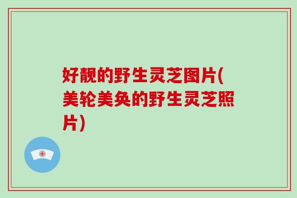 好靓的野生灵芝图片(美轮美奂的野生灵芝照片)-第1张图片-破壁灵芝孢子粉研究指南 好靓的野生灵芝图片(美轮美奂的野生灵芝照片)-第1张图片-破壁灵芝孢子粉研究指南