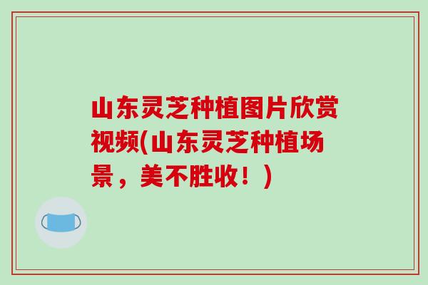 山东灵芝种植图片欣赏视频(山东灵芝种植场景,美不胜收!)-第1张图片-破壁灵芝孢子粉研究指南 山东灵芝种植图片欣赏视频(山东灵芝种植场景,美不胜收!)-第1张图片-破壁灵芝孢子粉研究指南