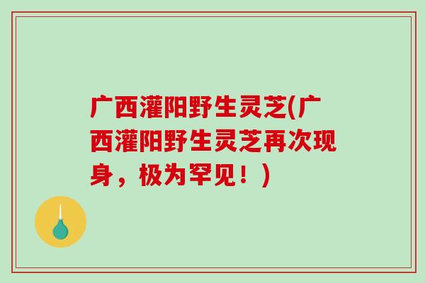 广西灌阳野生灵芝(广西灌阳野生灵芝再次现身,极为罕见!)-第1张图片-破壁灵芝孢子粉研究指南 广西灌阳野生灵芝(广西灌阳野生灵芝再次现身,极为罕见!)-第1张图片-破壁灵芝孢子粉研究指南