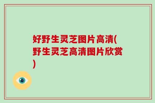 好野生灵芝图片高清(野生灵芝高清图片欣赏)-第1张图片-破壁灵芝孢子粉研究指南 好野生灵芝图片高清(野生灵芝高清图片欣赏)-第1张图片-破壁灵芝孢子粉研究指南