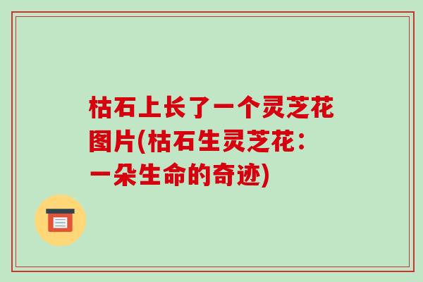 枯石上长了一个灵芝花图片(枯石生灵芝花：一朵生命的奇迹)-第1张图片-破壁灵芝孢子粉研究指南