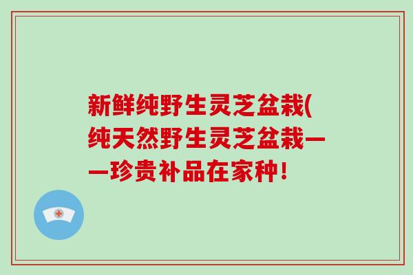 新鲜纯野生灵芝盆栽(纯天然野生灵芝盆栽——珍贵补品在家种！-第1张图片-破壁灵芝孢子粉研究指南