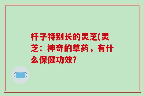 杆子特别长的灵芝(灵芝:神奇的草药,有什么保健功效?-第1张图片-破壁灵芝孢子粉研究指南 杆子特别长的灵芝(灵芝:神奇的草药,有什么保健功效?-第1张图片-破壁灵芝孢子粉研究指南