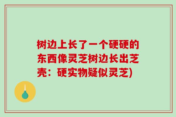 树边上长了一个硬硬的东西像灵芝树边长出芝壳:硬实物疑似灵芝)-第1张图片-破壁灵芝孢子粉研究指南 树边上长了一个硬硬的东西像灵芝树边长出芝壳:硬实物疑似灵芝)-第1张图片-破壁灵芝孢子粉研究指南