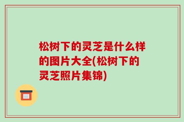 松树下的灵芝是什么样的图片大全(松树下的灵芝照片集锦)-第1张图片-破壁灵芝孢子粉研究指南 松树下的灵芝是什么样的图片大全(松树下的灵芝照片集锦)-第1张图片-破壁灵芝孢子粉研究指南