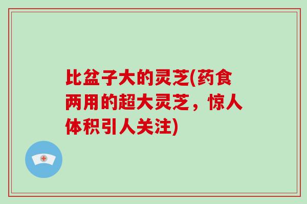 比盆子大的灵芝(药食两用的超大灵芝,惊人体积引人关注)-第1张图片-破壁灵芝孢子粉研究指南 比盆子大的灵芝(药食两用的超大灵芝,惊人体积引人关注)-第1张图片-破壁灵芝孢子粉研究指南