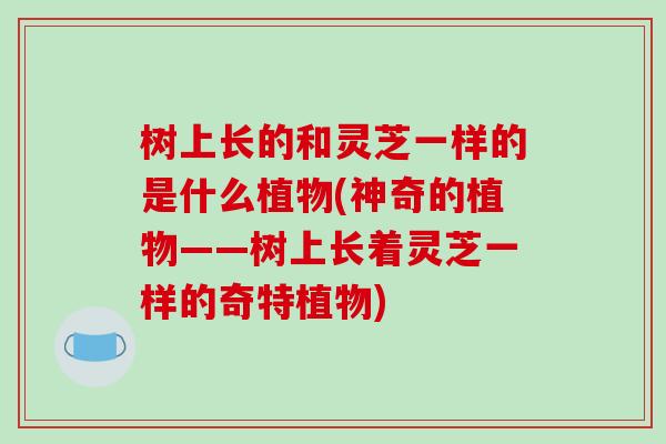 树上长的和灵芝一样的是什么植物(神奇的植物——树上长着灵芝一样的奇特植物)-第1张图片-破壁灵芝孢子粉研究指南
