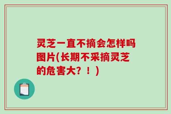 灵芝一直不摘会怎样吗图片(长期不采摘灵芝的危害大?!)-第1张图片-破壁灵芝孢子粉研究指南 灵芝一直不摘会怎样吗图片(长期不采摘灵芝的危害大?!)-第1张图片-破壁灵芝孢子粉研究指南