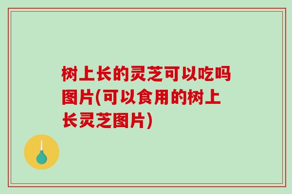 树上长的灵芝可以吃吗图片(可以食用的树上长灵芝图片)-第1张图片-破壁灵芝孢子粉研究指南 树上长的灵芝可以吃吗图片(可以食用的树上长灵芝图片)-第1张图片-破壁灵芝孢子粉研究指南