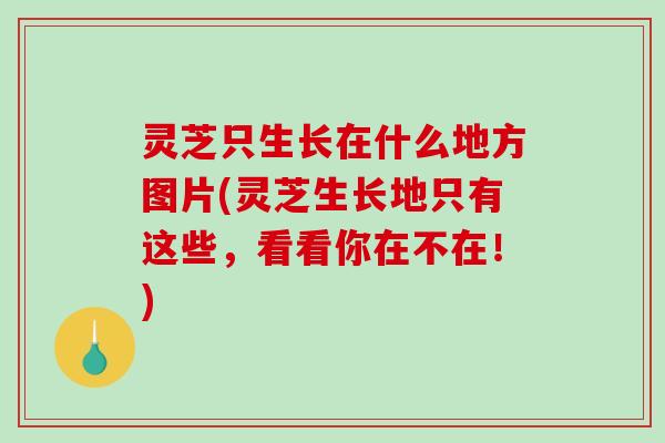 灵芝只生长在什么地方图片(灵芝生长地只有这些,看看你在不在!)-第1张图片-破壁灵芝孢子粉研究指南 灵芝只生长在什么地方图片(灵芝生长地只有这些,看看你在不在!)-第1张图片-破壁灵芝孢子粉研究指南
